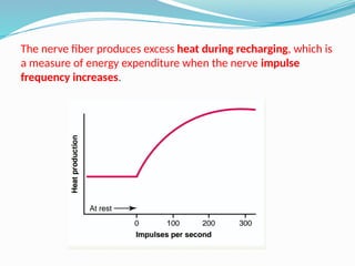 The nerve fiber produces excess heat during recharging, which is
a measure of energy expenditure when the nerve impulse
frequency increases.
 