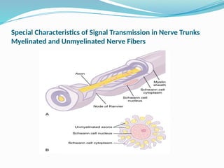 Special Characteristics of Signal Transmission in Nerve Trunks
Myelinated and Unmyelinated Nerve Fibers
 