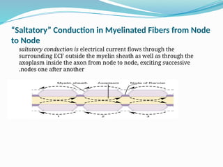 “Saltatory” Conduction in Myelinated Fibers from Node
to Node
saltatory conduction is electrical current flows through the
surrounding ECF outside the myelin sheath as well as through the
axoplasm inside the axon from node to node, exciting successive
nodes one after another
.
 