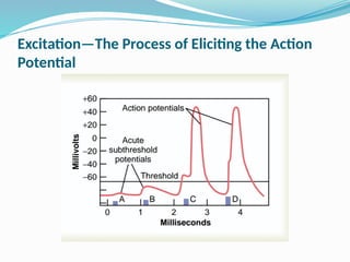 Excitation—The Process of Eliciting the Action
Potential
 