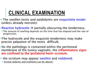 CLINICAL EXAMINATION
 The swollen testis and epididymis are exquisitely tender
(unless already necrotic)
Reactive hydrocele  partially obscuring the tenderness.
The amount of swelling depends on the time that has elapsed and the rate of
progression.
The hydrocele and the exquisite tenderness may make
precise palpation of the testis difficult.
As the pathology is contained within the peritoneal
membrane of the tunica vaginalis, the inflammatory signs
are confined to the ipsilateral hemi-scrotum.
 the scrotum may appear swollen and reddened.
 Scrotal oedema and erythema can be absent.
 