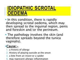 IDIOPATHIC SCROTAL
OEDEMA
 In this condition, there is rapidly
developing scrotal oedema, which may
then spread to the inguinal region, penis
and foreskin and/or the perineum.
 The pathology involves the skin (and
therefore spreads beyond the tunica
vaginalis).
Cause:-
1. a history of allergy
2. History of playing outside at the onset
3. a bite from an insect or a spider
4. may represent allergic inflammation
 