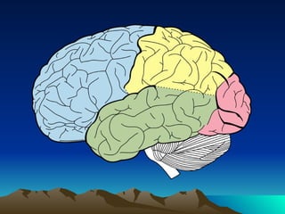 The Adolescent Brain | PPT