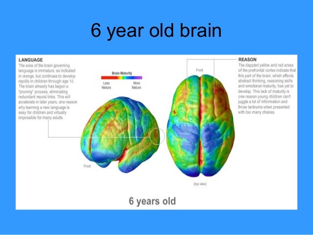 how is 6 in years the adolescent brain presentation module 3 how is 6 in years the adolescent brain presentation module 3