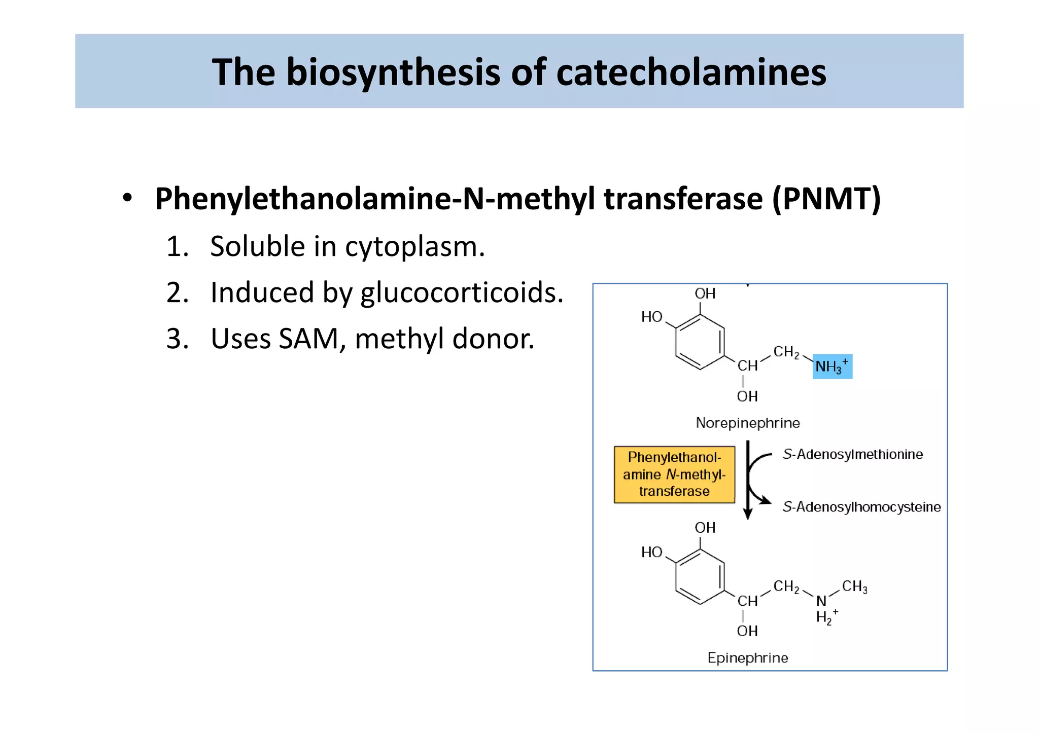 Dopamine Synthesis SNPs: Genes, lifestyle, diet, and dopamine optimization, image size:2048x1448