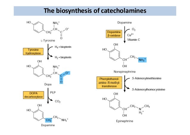 The Adrenal Gland Catecholamine Synthesis The Adrenal Gland Catecholamine Synthesis