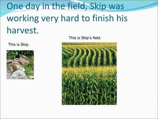 One day in the field, Skip was working very hard to finish his harvest.  This is Skip. This is Skip’s field. 