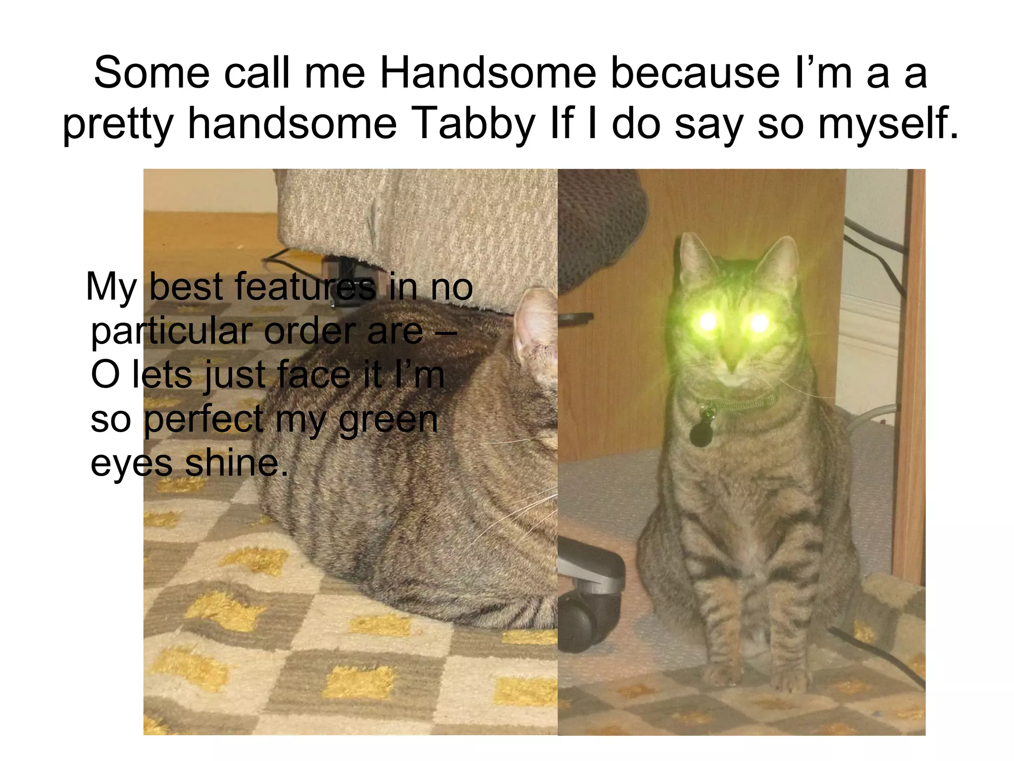 Some call me Handsome because I’m a a pretty handsome Tabby If I do say so myself. My best features in no particular order are – O lets just face it I’m so perfect my green eyes shine. 