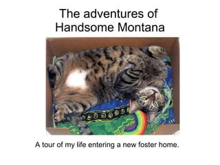 The adventures of  Handsome Montana ,[object Object]