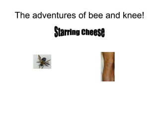 The adventures of bee and knee! Starring Cheese 