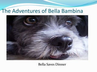 The Adventures of Bella Bambina,[object Object],                                     Bella Saves Dinner,[object Object]