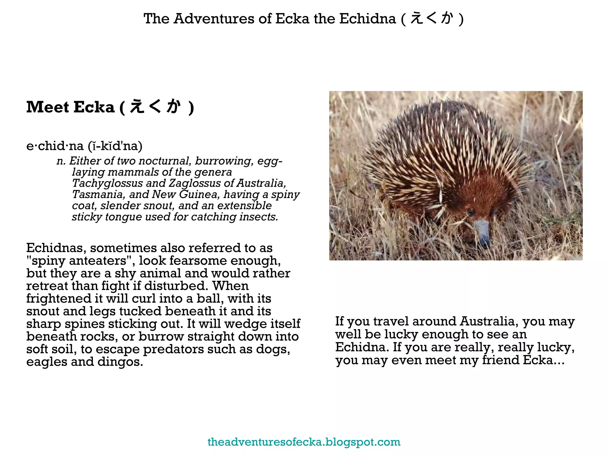 Meet Ecka ( えくか ) e·chid·na (ĭ-kĭd'na) n. Either of two nocturnal, burrowing, egg-laying mammals of the genera Tachyglossus and Zaglossus of Australia, Tasmania, and New Guinea, having a spiny coat, slender snout, and an extensible sticky tongue used for catching insects. Echidnas, sometimes also referred to as "spiny anteaters", look fearsome enough, but they are a shy animal and would rather retreat than fight if disturbed. When frightened it will curl into a ball, with its snout and legs tucked beneath it and its sharp spines sticking out. It will wedge itself beneath rocks, or burrow straight down into soft soil, to escape predators such as dogs, eagles and dingos. If you travel around Australia, you may well be lucky enough to see an Echidna. If you are really, really lucky, you may even meet my friend Ecka...  