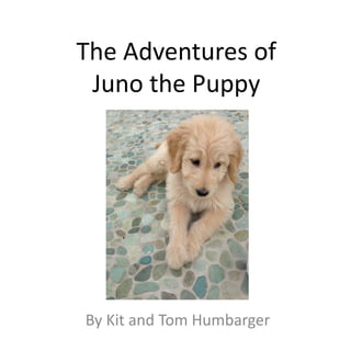 The Adventures of
 Juno the Puppy




By Kit and Tom Humbarger
 