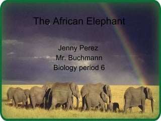 The African Elephant  Jenny Perez  Mr. Buchmann Biology period 6 