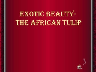 exotic beauty-
the african tulip
 