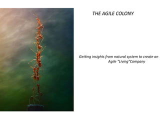 THE AGILE COLONY
Getting insights from natural system to create an
Agile “Living”Company
 