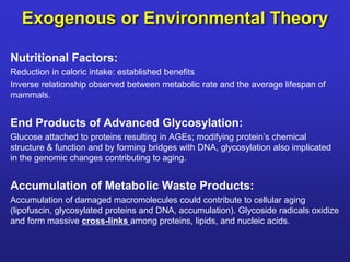 Exogenous or Environmental Theory 
Nutritional Factors: 
Reduction in caloric intake: established benefits 
Inverse relationship observed between metabolic rate and the average lifespan of 
mammals. 
End Products of Advanced Glycosylation: 
Glucose attached to proteins resulting in AGEs; modifying protein’s chemical 
structure & function and by forming bridges with DNA, glycosylation also implicated 
in the genomic changes contributing to aging. 
Accumulation of Metabolic Waste Products: 
Accumulation of damaged macromolecules could contribute to cellular aging 
(lipofuscin, glycosylated proteins and DNA, accumulation). Glycoside radicals oxidize 
and form massive cross-links among proteins, lipids, and nucleic acids. 
 