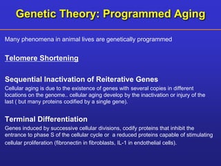 Genetic Theory: Programmed Aging 
Many phenomena in animal lives are genetically programmed 
Telomere Shortening 
Sequential Inactivation of Reiterative Genes 
Cellular aging is due to the existence of genes with several copies in different 
locations on the genome.. cellular aging develop by the inactivation or injury of the 
last ( but many proteins codified by a single gene). 
Terminal Differentiation 
Genes induced by successive cellular divisions, codify proteins that inhibit the 
entrance to phase S of the cellular cycle or a reduced proteins capable of stimulating 
cellular proliferation (fibronectin in fibroblasts, IL-1 in endothelial cells). 
 