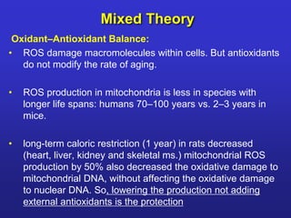 Mixed Theory 
Oxidant–Antioxidant Balance: 
• ROS damage macromolecules within cells. But antioxidants 
do not modify the rate of aging. 
• ROS production in mitochondria is less in species with 
longer life spans: humans 70–100 years vs. 2–3 years in 
mice. 
• long-term caloric restriction (1 year) in rats decreased 
(heart, liver, kidney and skeletal ms.) mitochondrial ROS 
production by 50% also decreased the oxidative damage to 
mitochondrial DNA, without affecting the oxidative damage 
to nuclear DNA. So, lowering the production not adding 
external antioxidants is the protection 
 