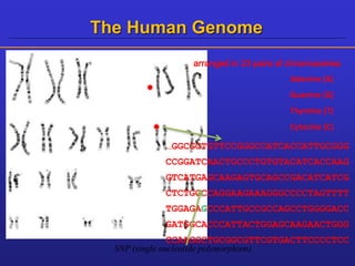 The Human Genome 
arranged in 23 pairs of chromosomes 
…GGCGGTGTTCCGGGCCATCACCATTGCGGG 
CCGGATCAACTGCCCTGTGTACATCACCAAG 
GTCATGAGCAAGAGTGCAGCCGACATCATCG 
CTCTGGCCAGGAAGAAAGGGCCCCTAGTTTT 
TGGAGAGCCCATTGCCGCCAGCCTGGGGACC 
GATGGCACCCATTACTGGAGCAAGAACTGGG 
CCAAGGCTGCGGCGTTCGTGACTTCCCCTCC 
SNP (single nucleotide polymorphism) 
Adenine (A) 
Guanine (G) 
Thymine (T) 
Cytosine (C) 
 