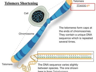 TTAGGG تاج 
Telomere Shortening 
 