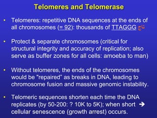 Telomeres and Telomerase 
• Telomeres: repetitive DNA sequences at the ends of 
all chromosomes (= 92): thousands of TTAGGG تاج 
• Protect & separate chromosomes (critical for 
structural integrity and accuracy of replication; also 
serve as buffer zones for all cells: amoeba to man) 
• Without telomeres, the ends of the chromosomes 
would be "repaired” as breaks in DNA, leading to 
chromosome fusion and massive genomic instability. 
• Telomeric sequences shorten each time the DNA 
replicates (by 50-200: ? 10K to 5K); when short  
cellular senescence (growth arrest) occurs. 
 