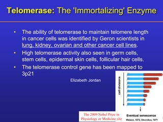 Telomerase: The 'Immortalizing' Enzyme 
• The ability of telomerase to maintain telomere length 
in cancer cells was identified by Geron scientists in 
lung, kidney, ovarian and other cancer cell lines. 
• High telomerase activity also seen in germ cells, 
stem cells, epidermal skin cells, follicular hair cells. 
• The telomerase control gene has been mapped to 
3p21 
Elizabeth Jordan 
The 2009 Nobel Prize in 
Physiology or Medicine site 
 