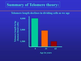 Summary of Telomere theory: 
Telomere length declines in dividing cells as we age 
Telomere length in bp 
(human blood cells) 
8,000 
3,000 
1,500 
0 35 65 
Age in years 
 