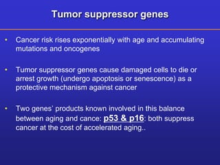 Tumor suppressor genes 
• Cancer risk rises exponentially with age and accumulating 
mutations and oncogenes 
• Tumor suppressor genes cause damaged cells to die or 
arrest growth (undergo apoptosis or senescence) as a 
protective mechanism against cancer 
• Two genes’ products known involved in this balance 
between aging and cance: p53 & p16: both suppress 
cancer at the cost of accelerated aging.. 
 