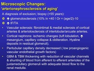Microscopic Changes: 
‘arterionephrosclerosis of aging’ 
A diagnosis of exclusion; biopsy (>55 years): 
  glomerulosclerosis (10% in <40 ! Or = (age/2)-10 
  IF/TA 
• Vascular sclerosis: fibrointimal & medial sclerosis of cortical 
arteries & arteriolosclerosis of interlobular/arcuate arteries. 
• Cortical nephrons: ischemic changes (tuft lobulation,  
mesangium, capillary collapse & obliteration. Hyaline 
deposits in residual glomeruli). 
• Peritubular capillary density decreased ( low proangiogenic 
vascular endothelial growth factors) 
• GBM & TBM thickening with reduction of vascular channels 
& shunting of blood from afferent to efferent arterioles of the 
juxtamedullary glomeruli with adequate blood flow to the 
renal medulla. 
 