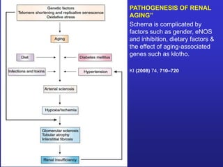 PATHOGENESIS OF RENAL 
AGING” 
Schema is complicated by 
factors such as gender, eNOS 
and inhibition, dietary factors & 
the effect of aging-associated 
genes such as klotho. 
KI (2008) 74, 710–720 
 