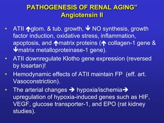 PATHOGENESIS OF RENAL AGING” 
Angiotensin II 
• ATII glom. & tub. growth,  NO synthesis, growth 
factor induction, oxidative stress, inflammation, 
apoptosis, and matrix proteins ( collagen-1 gene & 
matrix metalloproteinase-1 gene). 
• ATII downregulate Klotho gene expression (reversed 
by losartan)! 
• Hemodynamic effects of ATII maintain FP (eff. art. 
Vasoconstriction). 
• The arterial changes  hypoxia/ischemia 
upregulation of hypoxia-induced genes such as HIF, 
VEGF, glucose transporter-1, and EPO (rat kidney 
studies). 
 