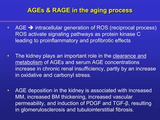 AGEs & RAGE in the aging process 
• AGE  intracellular generation of ROS (reciprocal process) 
ROS activate signaling pathways as protein kinase C 
leading to proinflammatory and profibrotic effects 
• The kidney plays an important role in the clearance and 
metabolism of AGEs and serum AGE concentrations 
increase in chronic renal insufficiency, partly by an increase 
in oxidative and carbonyl stress. 
• AGE deposition in the kidney is associated with increased 
MM, increased BM thickening, increased vascular 
permeability, and induction of PDGF and TGF-β, resulting 
in glomerulosclerosis and tubulointerstitial fibrosis. 
 