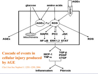 Cascade of events in 
cellular injury produced 
by AGE 
Clin J Am Soc Nephrol 1: 1293–1299, 2006 
 