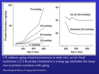 CR reduces aging-related proteinuria in male rats; severe food 
restriction (12.5 Kcal/day) initiated at a young age abolishes the steep 
rise in protein excretion with aging. 
Physiological Basis of Aging and Geriatrics 
 