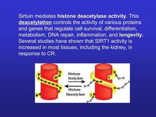 Sirtuin mediates histone deacetylase activity. This 
deacetylation controls the activity of various proteins 
and genes that regulate cell survival, differentiation, 
metabolism, DNA repair, inflammation, and longevity. 
Several studies have shown that SIRT1 activity is 
increased in most tissues, including the kidney, in 
response to CR. 
 
