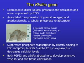 The Klotho gene 
• Expressed in distal tubules; present in the circulation and 
urine; supressed by ROS 
• Associated c suppression of premature aging and 
arteriosclerosis, p. tubular phosphate re-absorption 
7-week-old normal mouse 
(left) and a klotho mouse, an 
animal model that shows 
multiple phenotypes 
resembling human aging 
• Suppresses phosphate reabsorption by directly binding to 
FGF receptors, Inhibits 1-alpha 25 hydroxylase & so 
decreases calcitriol levels 
• Both FGF23 and klotho ablated mice develop extensive 
vascular and soft tissue calcification 
 