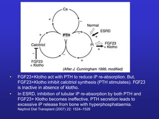 • FGF23+Klotho act with PTH to reduce iP re-absorption. But, 
FGF23+Klotho inhibit calcitriol synthesis (PTH stimulates). FGF23 
is inactive in absence of klotho. 
• In ESRD, inhibition of tubular iP re-absorption by both PTH and 
FGF23+ Klotho becomes ineffective. PTH secretion leads to 
excessive iP release from bone with hyperphosphataemia. 
Nephrol Dial Transplant (2007) 22: 1524–1526 
 