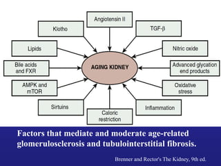 Factors that mediate and moderate age-related 
glomerulosclerosis and tubulointerstitial fibrosis. 
Brenner and Rector's The Kidney, 9th ed. 
 