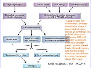 • `Aging induces cell 
senescence. Stresses, 
as oxidative stress & 
mitochondrial injury 
induce SIPS through the 
p16/retinoblastoma 
pathway or ARF/p53 
pathway. Senescent 
cells have arrested 
growth secrete altered 
levels of growth factors 
and therefore have 
increased sensitivity to 
injury and decreased 
repair after injury. 
J Am Soc Nephrol 21: 1436–1439, 2010 
 