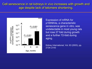 Cell senescence in rat kidneys in vivo increases with growth and 
age despite lack of telomere shortening. 
• Expression of mRNA for 
p16INK4a, a characteristic 
senescence gene in vitro, was 
undetectable in most young rats 
but rose 27 fold during growth 
and a further 72-fold during 
aging. 
• Kidney International, Vol. 63 (2003), pp. 
2134–2143 
