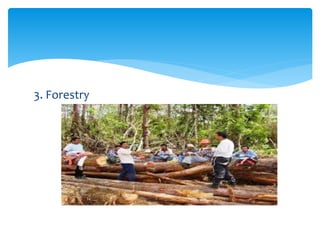 3. Forestry
 