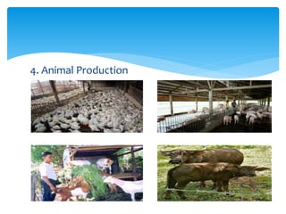 4. Animal Production
 