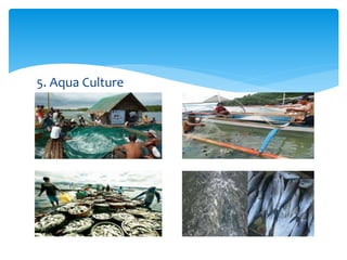 5. Aqua Culture
 