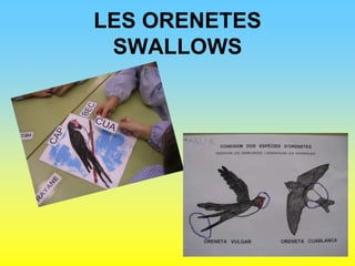 LES ORENETESSWALLOWS