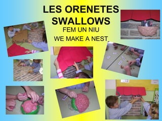 LES ORENETESSWALLOWSFEM UN NIUWE MAKE A NEST