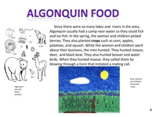 Algonquin food     Since there were so many lakes and  rivers in the area, Algonquin usually had a camp near water so they could fish and ice fish. In the spring, the woman and children picked berries. They also planted crops such as corn, apples, potatoes, and squash. While the women and children went about their business, the men hunted. They hunted moose, deer,  and black bear. They also hunted beaver and water birds. When they hunted moose, they called them by blowing through a horn that imitated a mating call.Only  women and children harvested crops.Algonquin also ate these animals.4