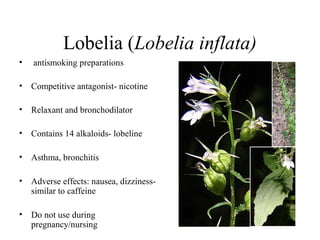 Lobelia (Lobelia inflata)
•

antismoking preparations

•

Competitive antagonist- nicotine

•

Relaxant and bronchodilator

•

Contains 14 alkaloids- lobeline

•

Asthma, bronchitis

•

Adverse effects: nausea, dizzinesssimilar to caffeine

•

Do not use during
pregnancy/nursing

 