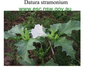 Datura stramonium
www.esc.nsw.gov.au

 