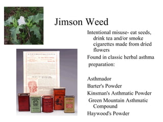 Jimson Weed
Intentional misuse- eat seeds,
drink tea and/or smoke
cigarettes made from dried
flowers
Found in classic herbal asthma
preparation:
Asthmador
Barter's Powder
Kinsman's Asthmatic Powder
Green Mountain Asthmatic
Compound
Haywood's Powder

 